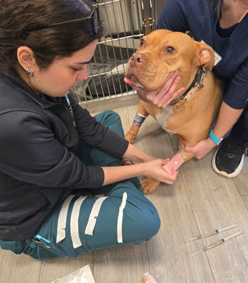 Crosswinds Veterinary Hospital 